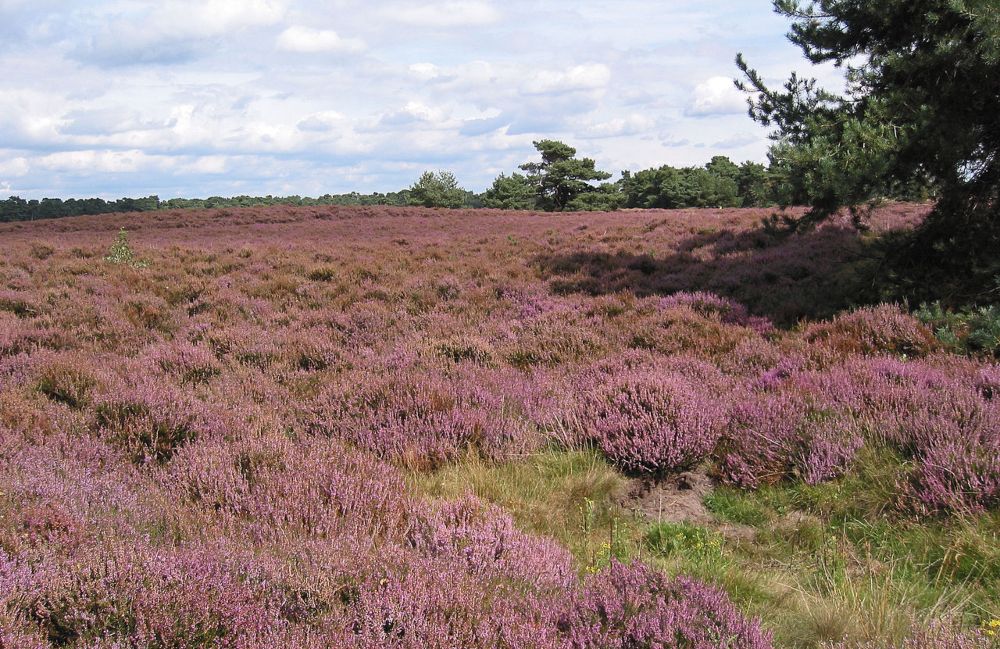 Heide in het Wekeromse Zand