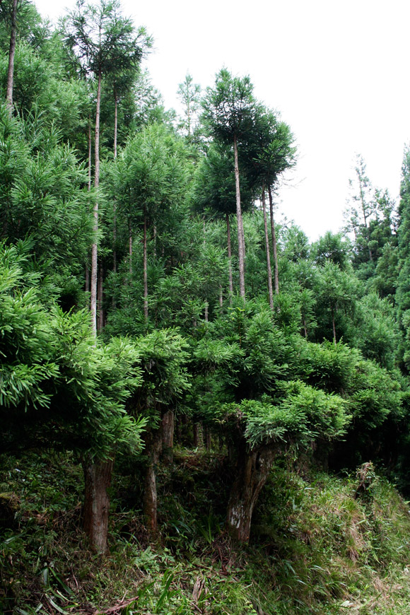 Kitayama Sugi (Open Kyoto)