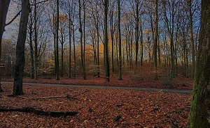 Sprielderbos bij Ermelo